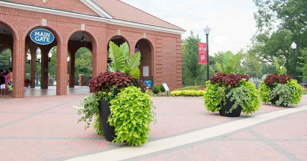 Decorative planters with lush green and burgundy plants placed at the entrance of a brick building